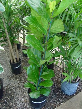 فیکوس لیراتا